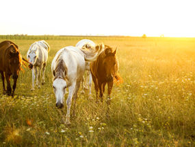 Insuring Your Melrose Property: A Montana Advantage