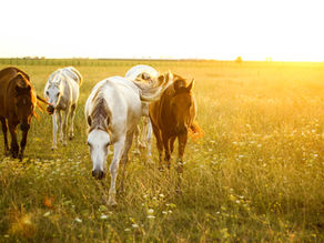Insuring Your Melrose Property: A Montana Advantage