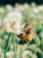 Next Program Working Bee