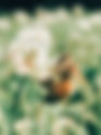 Clinton County Farmers Market: Pollinator Week