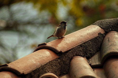 un oiseau qui chante sur une faîtière de toit en tuiles fétière