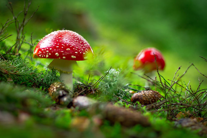 Image by Igor Yemelianov