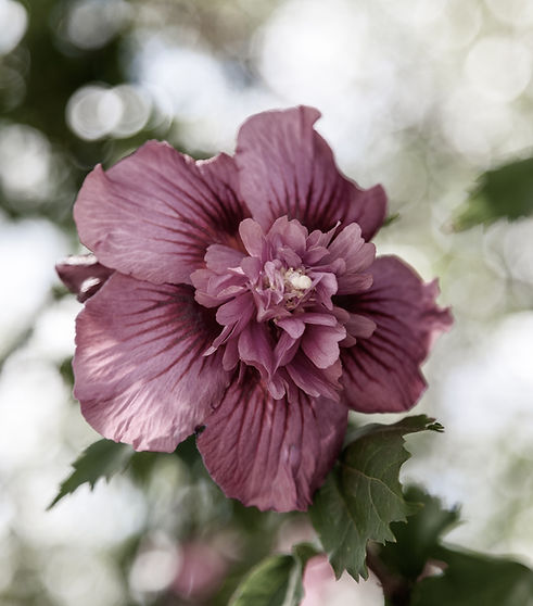Image by Deleece Cook