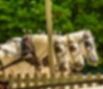 Three white horses in harnesses stand side by side behind a white picket fence, set against a lush green forest background.