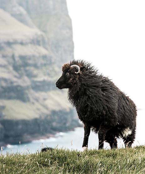 Image by Lachlan Gowen