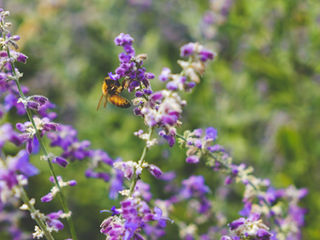 Environment Bill Finally Passes into Law