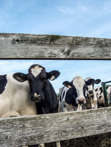 Vacas lecheras en establo con enfoque en economía del establo lechero y margen por litro