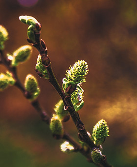 Close-up of budding branches symbolizing growth and new beginnings.