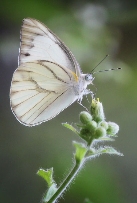Image by Dibakar Roy