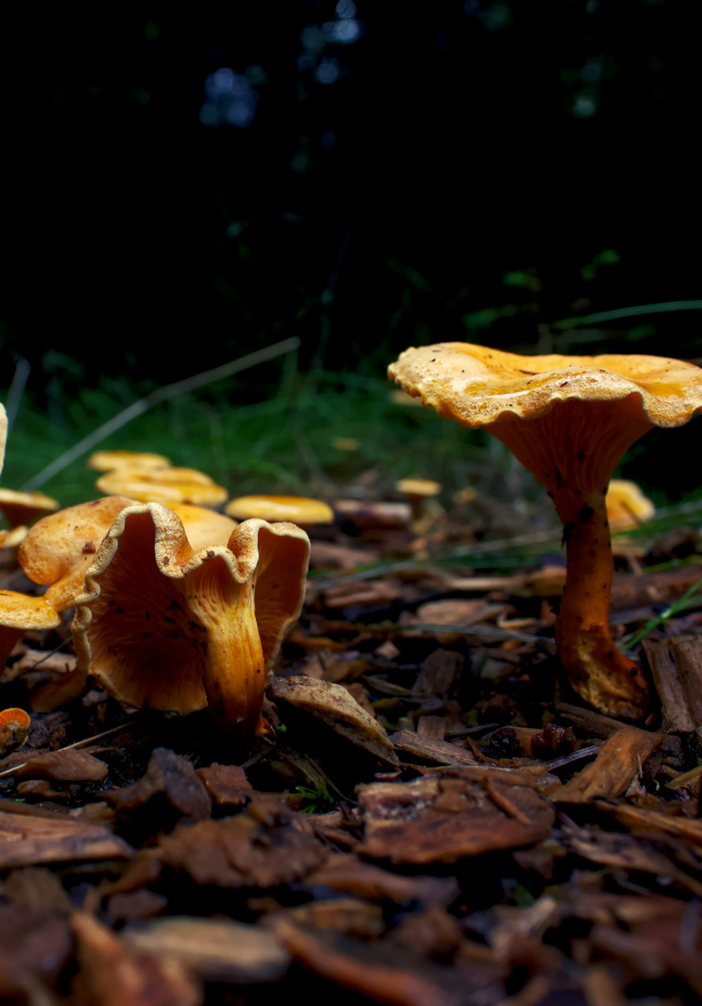 an image of yellow chanterelle mushrooms growing on the forest floor