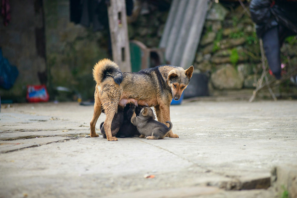 Image by Hieu Do Quang
