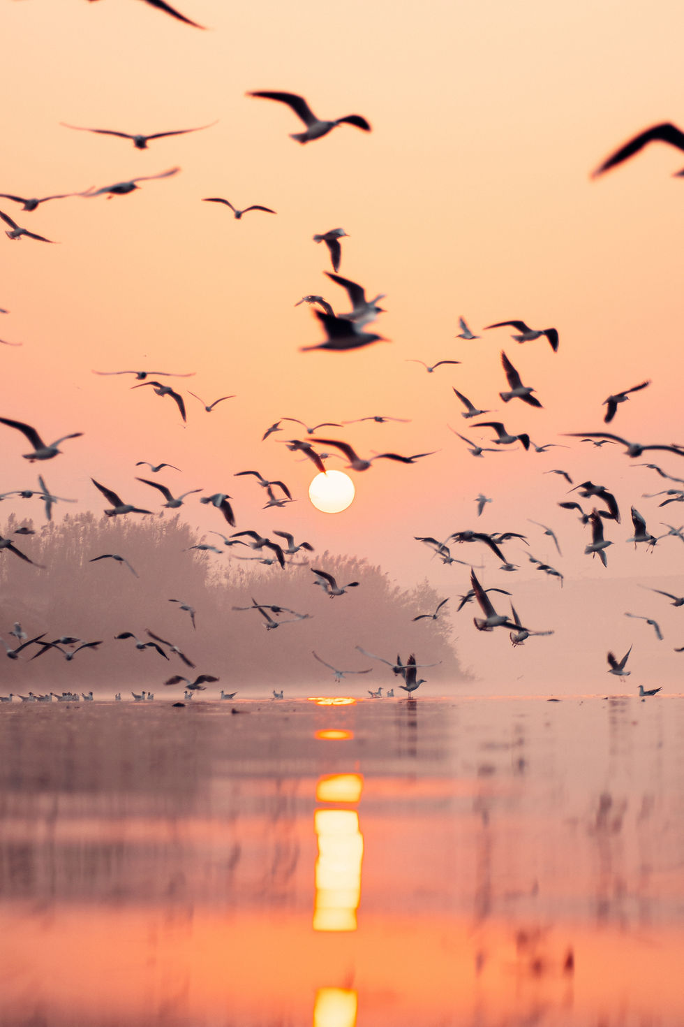 Image by Anuj Yadav