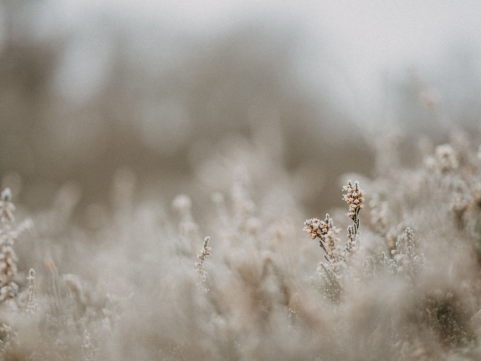 Image by Annie Spratt