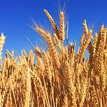 Image by Melissa Askew