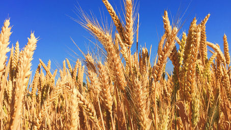 Australian Barley in the Global Spotlight Ahead of World Cup Final
