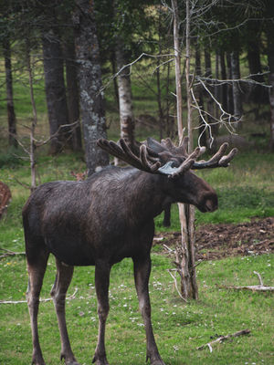 A large moose with large antlers walking through an open grass area in a forest