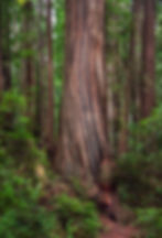 Trunk of a large tree