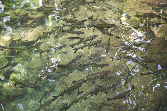 Image by Milada Vigerova