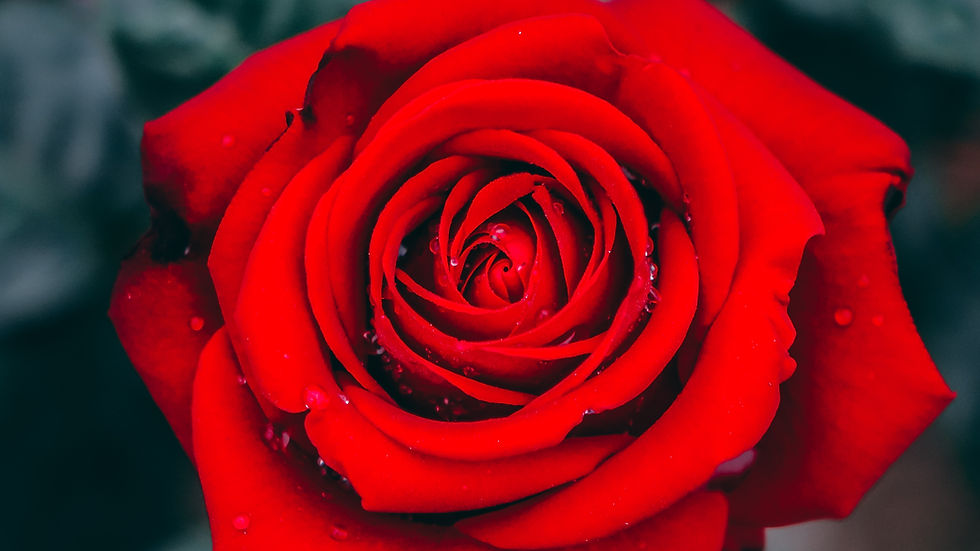 Rosa - Image by River Fx