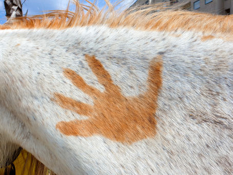 What is fascia? How can it impact your horse?