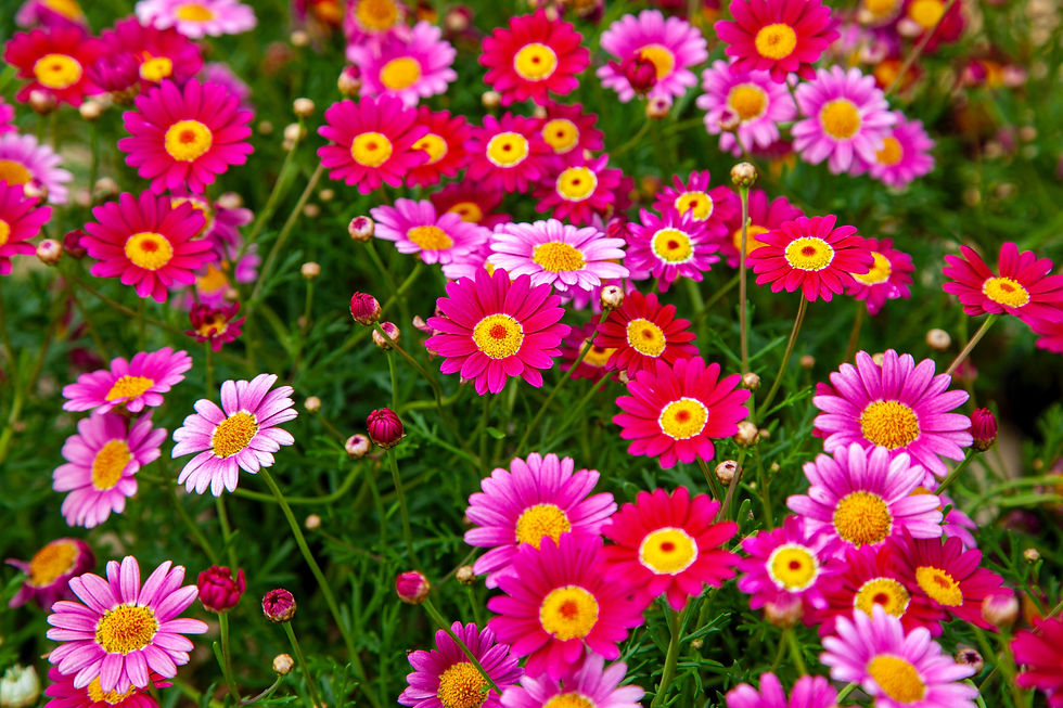 Crewkerne in Bloom Volunteer Session