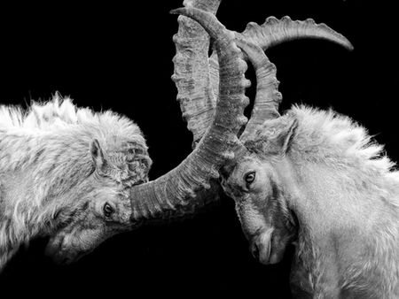 The Insurance Wars: Who Will Come out on Top? ⚠️