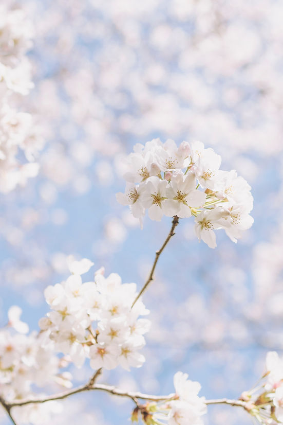 Image by TOMOKO UJI
