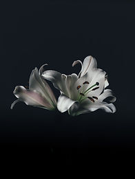 Image by Annie Spratt