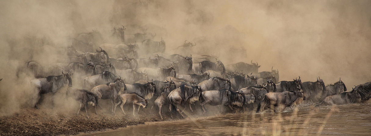 Image by Shripal Daphtary
