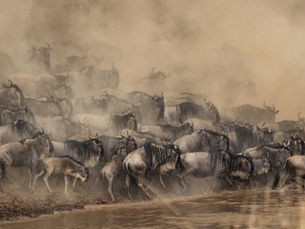 The Wildebeest Migration Is Not Random - Here Is the Science Behind It