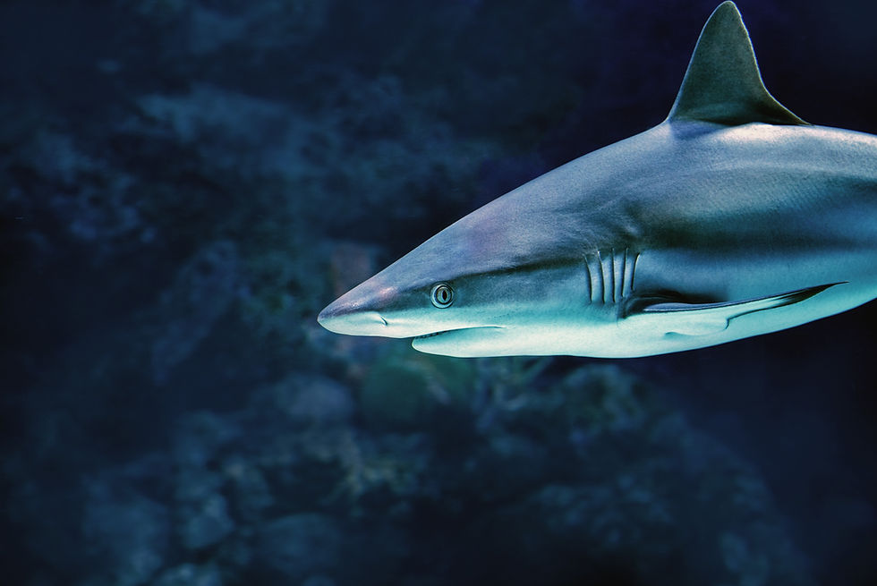 Shark Attacks in Hawaii in 2025: Everything You Need to Know