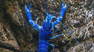 Homard bleu