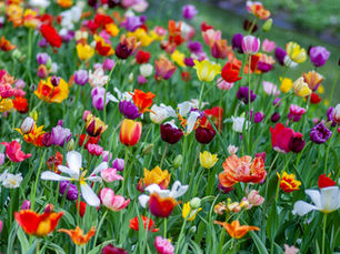 Beautiful Flowers in a Field