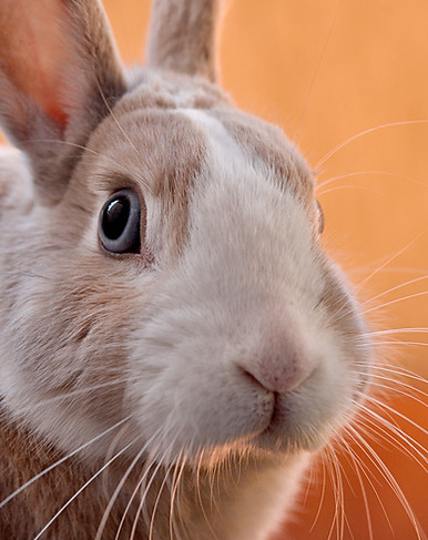 rabbit care
