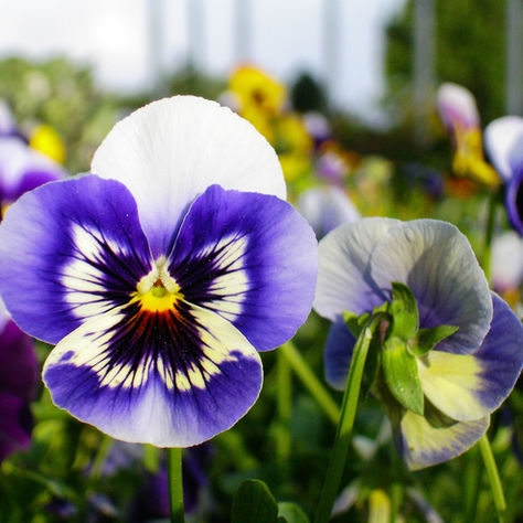What Kind Of Landscaping Can You Do In The Winter?