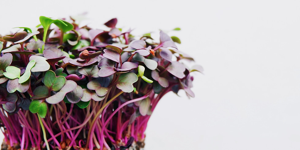 Growing Great Microgreens 5:30pm-6:30pm