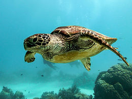 Sea turtle in the ocean