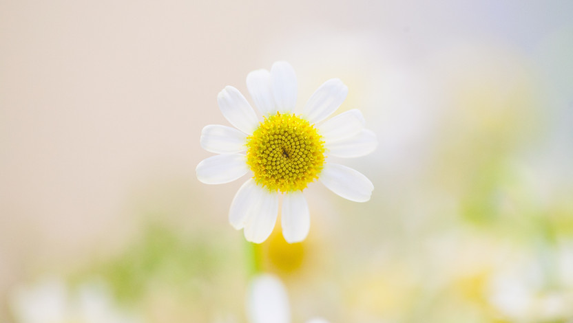 Image by Maria Shanina