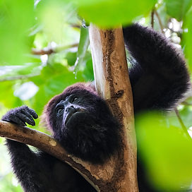 Singe hurleur
