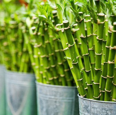 bamboo sticks