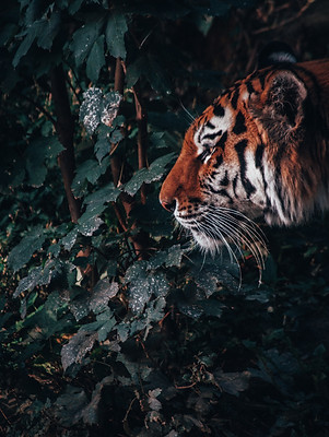 Image by Benjamin Raffetseder
