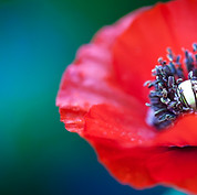 Les sirops de fleurs