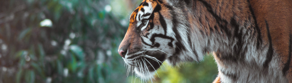 safari au pays des tigres en inde