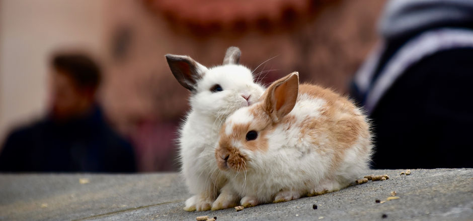 Image by Lorna Ladril