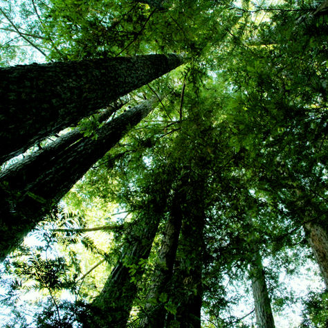 Key Takeaways From CarbonCrop’s Response New Zealand’s Second Emissions Reduction Plan Consultation