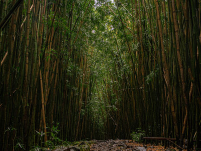 The Role of Rhizomes in Growth and Spreading Habits of Bamboos