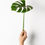 Thumbnail: Monstera