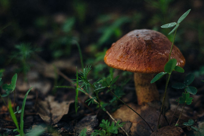 Image by Adolfo Félix