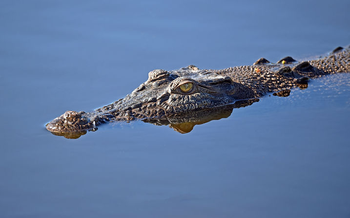 Image by David Clode