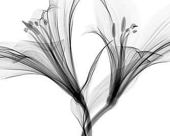 Negativ Photo Flowers